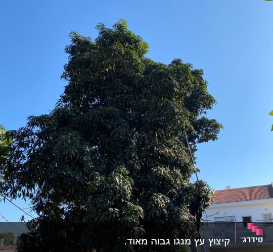 סולם ליד עץ גבוה לגיזום ענפים
